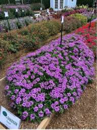 Vanessa™ Compact Optik Lavender