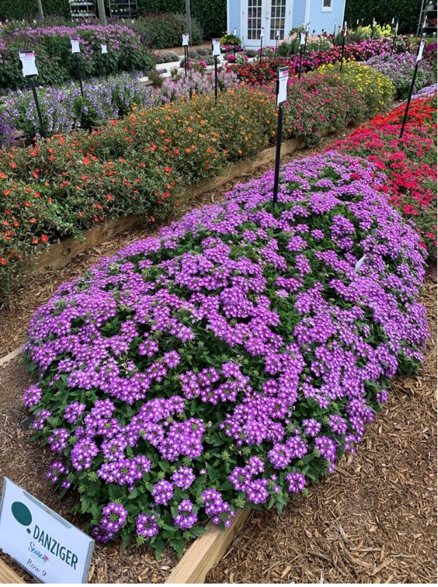 Vanessa™ Compact Optik Lavender