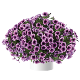 Cascadias™ Purple Ice