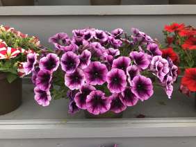 Cascadias™ Purple Ice