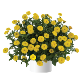 Cheers™ Yellow