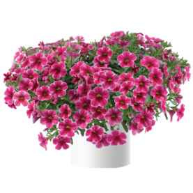 Colibri™ Cherry Lace