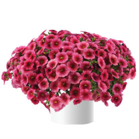 Colibri™ Malibu Pink