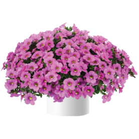 Colibri™ Pink Flamingo