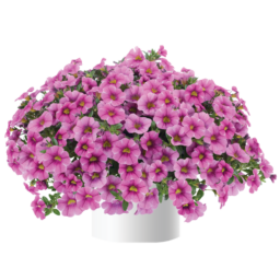 Colibri™ Pink Lace