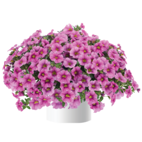 Colibri™ Pink Lace