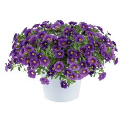 Colibri™ Plum