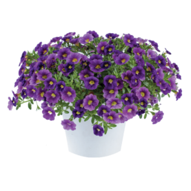 Colibri™ Plum