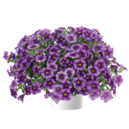 Colibri™ Purple Lace