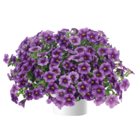Colibri™ Purple Lace