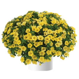 Colibri™ Yellow Canary