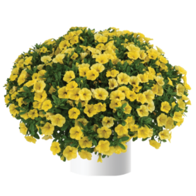 Colibri™ Yellow Canary