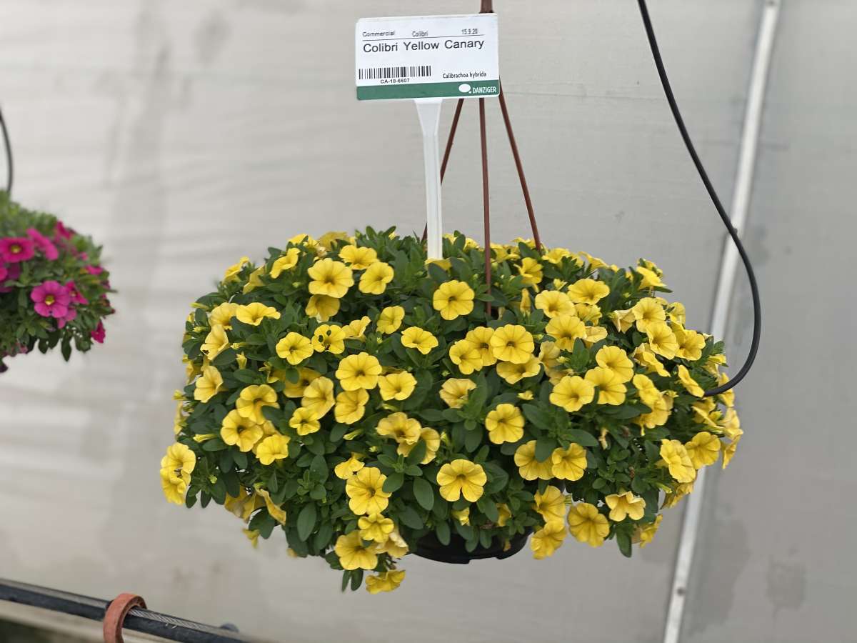 Colibri™ Yellow Canary