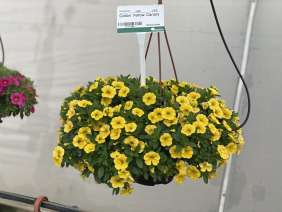 Colibri™ Yellow Canary