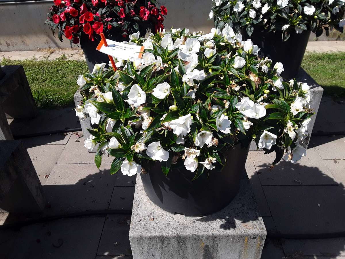 Harmony® Colorfall™ White