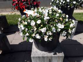 Harmony® Colorfall™ White
