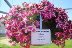 Amore® Pink Hearts