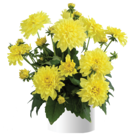 Darlin’™ Yellow