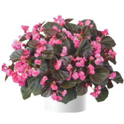 Doublet™ Rose