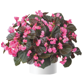 Doublet™ Rose