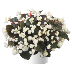 Doublet™ White