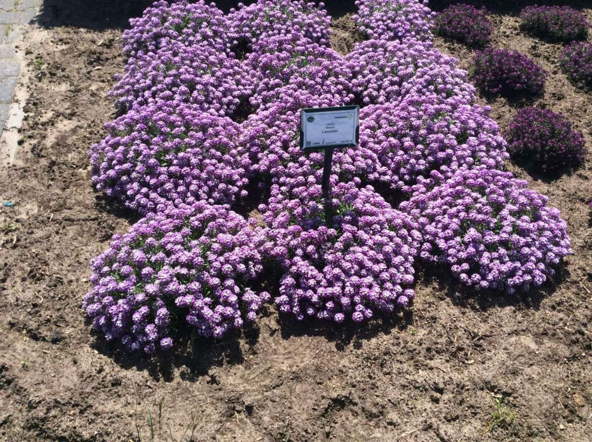 Lavender Stream™
