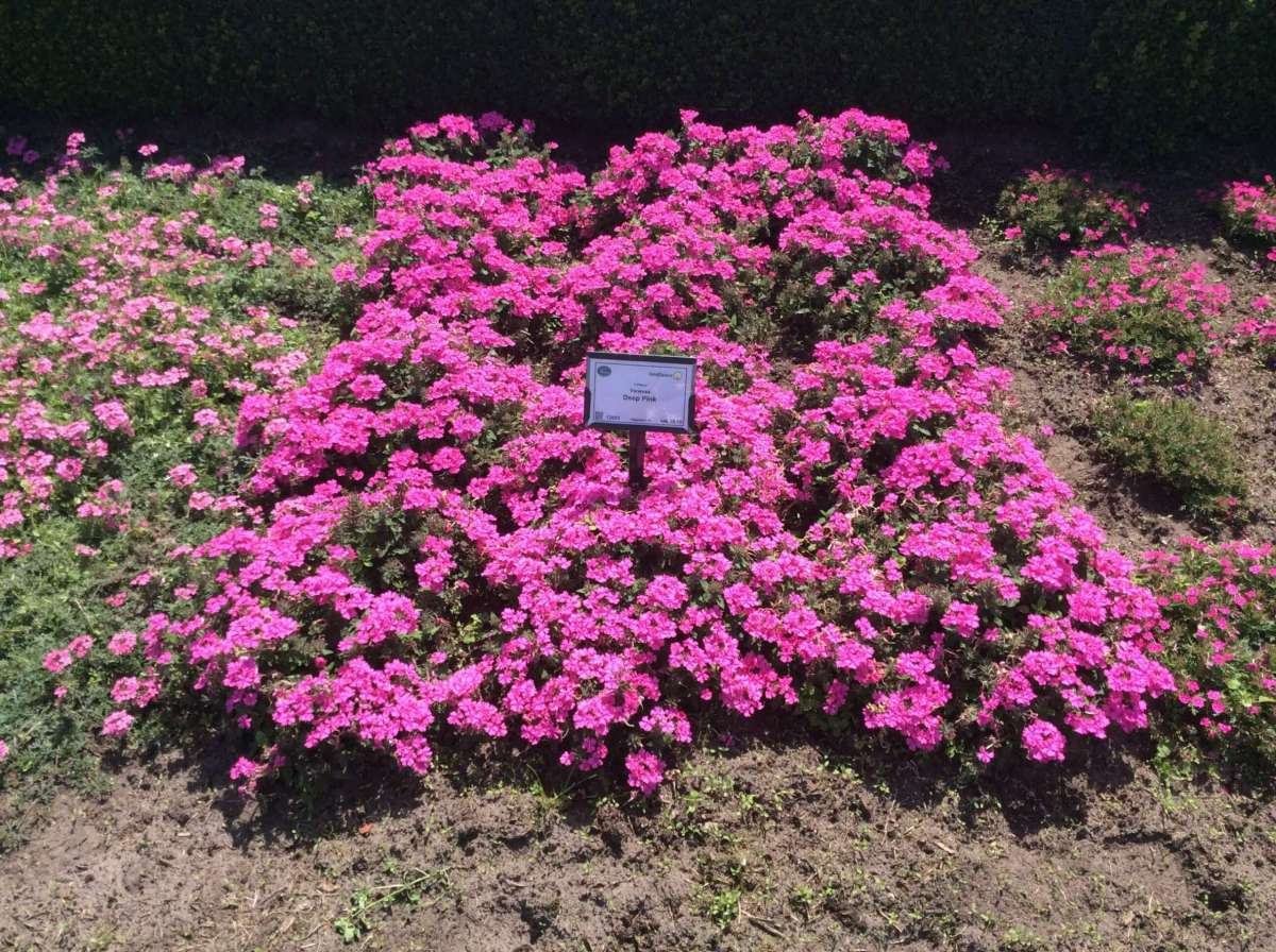 Vanessa™ Compact Deep Pink