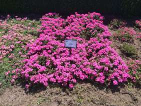 Vanessa™ Compact Deep Pink