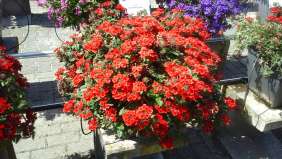 Vanessa™ Compact Red