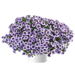 Eyeconic™ Purple