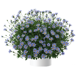 Felicity™ Blue