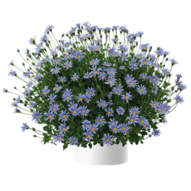 Felicity™ Blue