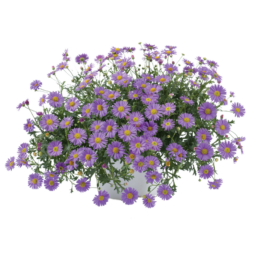 Fresco™ Purple