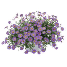 Fresco™ Purple