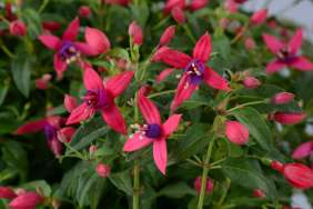 Corabells™ Rose Purple
