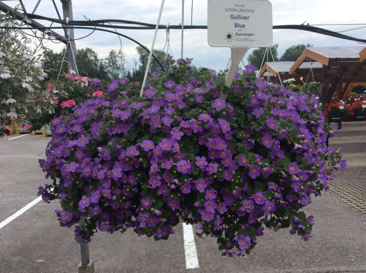 Scopia® Gulliver Blue