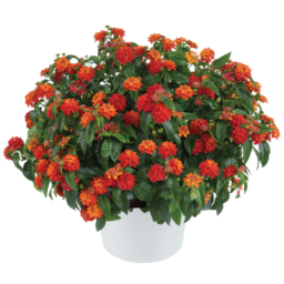 Gem™ Compact Orange Fire