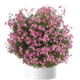 Genta™ Pink