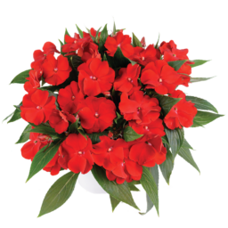 Harmony® Bold Red