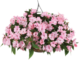 Harmony® Colorfall™ Light Coral