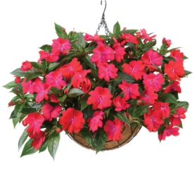 Harmony® Colorfall™ Neon Red
