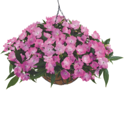 Harmony® Colorfall™ Pink
