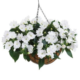 Harmony® Colorfall™ White