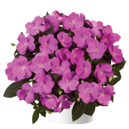 Harmony® Dark Lavender