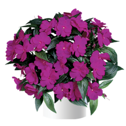 Harmony® Dark Violet