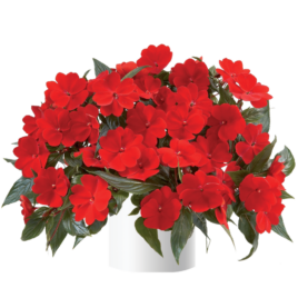 Harmony® Deep Red