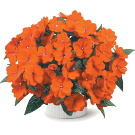 Harmony® Orange Blaze