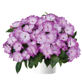 Harmony® Radiance™ Lilac