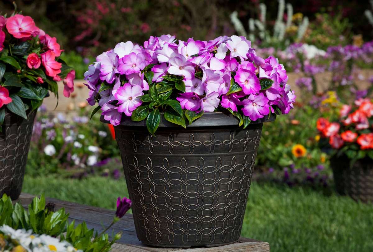 Harmony® Radiance™ Lilac