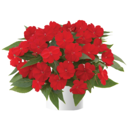 Harmony® Red Cardinal